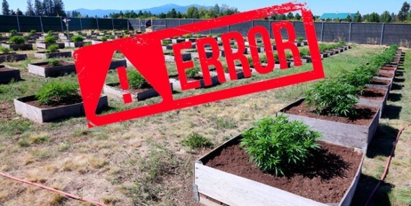 Errores típicos en el cultivo de marihuana