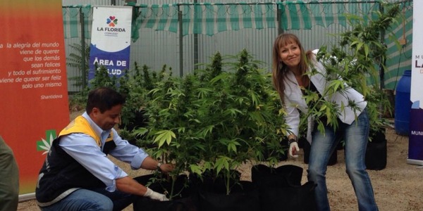 Cultivo Legal de Cannabis en Chile