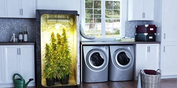 Cultivo de Marihuana Indoor vs Cultivo Exterior