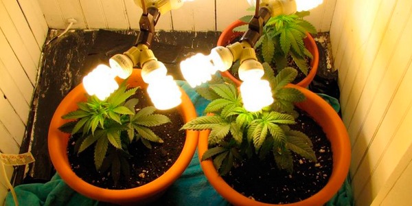 Tipos de iluminación para cultivos de marihuana