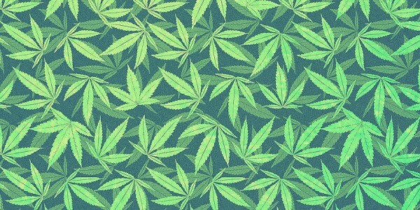 Fase de Crecimiento Vegetativo de la marihuana: ¿Qué debes saber?