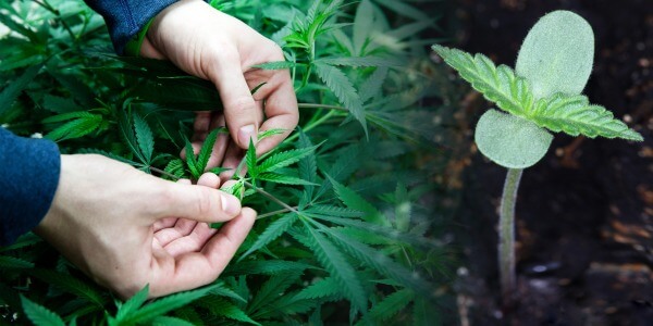 Cultivo de marihuana