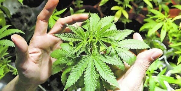 Cómo plantar marihuana