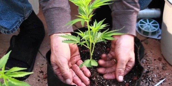 Cómo cultivar marihuana