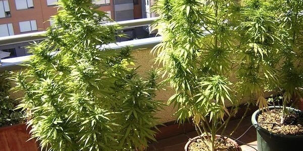 Plantar Marihuana en terraza