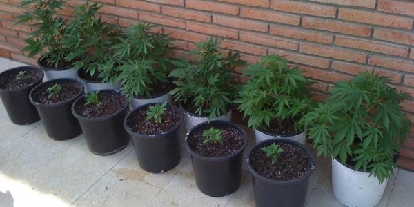 Cultivo de marihuana autofloreciente