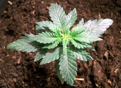cultivo de marihuana autofloreciente