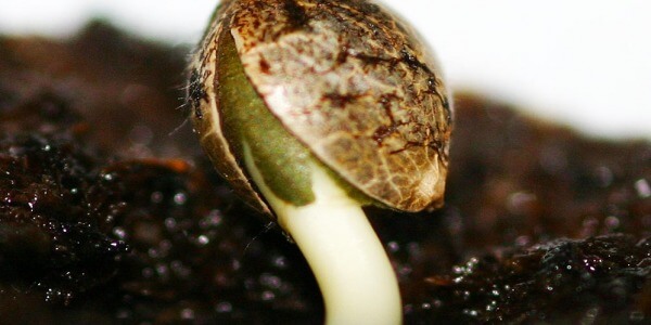 Tutorial para germinar semillas de marihuana