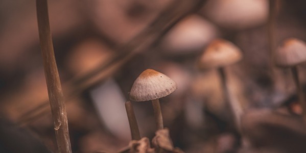 Cómo cultivar hongos alucinógenos: Primer Capítulo