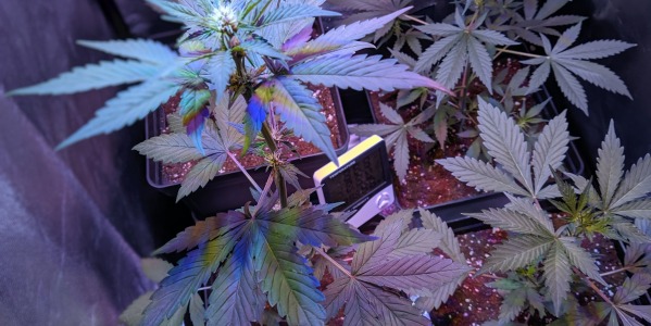 ¿Cómo puedo cultivar marihuana en casa?. Parte 1