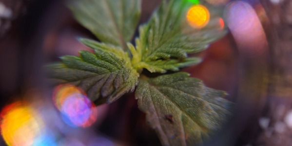 Horas de luz para el cultivo de marihuana: lo que debes saber