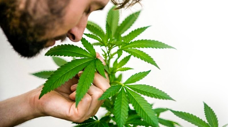 3 razones por las que deberías cultivar tu propia marihuana